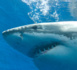 Requins : il est déjà question d'extinction