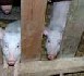 Non, la 'soupe au cochon' n'est pas raciste