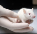 L’interdiction totale de l’expérimentation animale pour les cosmétiques commercialisés dans l’Union entre en vigueur