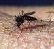 Chikungunya : 'plus aucun risque'