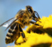 Santé des abeilles: l’utilisation des pesticides sera restreinte dans toute l’UE à compter du 1er décembre