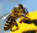 Santé des abeilles: l’utilisation des pesticides sera restreinte dans toute l’UE à compter du 1er décembre