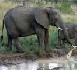 L'Afrique du Sud prête à recourir à l'abattage des éléphants