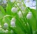 Du beau muguet pour 2007