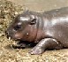 Nouvelle naissance importante au zoo de Vincennes, l'hippopotame nain Aldo