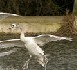 Suspicion de grippe aviaire pour trois cygnes en Moselle