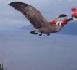 La grippe aviaire est bien de retour
