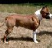 Mort d'une fillette de 18 mois mordue par un chien 