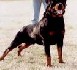 Les Rottweillers attaquent ...