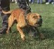 La loi sur les chiens dangereux est prête
