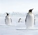 L'Angleterre sur le point de revendiquer la propriété d'une belle portion de l'Océan Antarctique