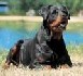 Un enfant grièvement blessé à une joue par le rottweiler
