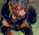 Encore un enfant mort par rottweiler 