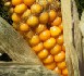 Le Conseil d’Etat confirme la décision du gouvernement d’interdire la culture du maïs génétiquement modifié 