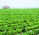 Pour une politique agricole européenne durable