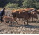 Les prix des produits agricoles resteront élevés et volatils selon l’OCDE et la FAO