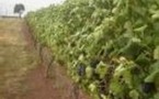 Bussereau annonce 11,5 millions d'euros pour la viticulture
