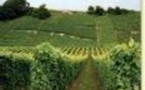 Les prix des vignobles s'effondrent