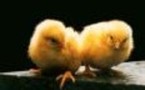 Soutenir le prix de la volaille et réduire la production de poussins