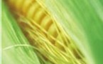 OGM : le projet de loi adopté