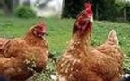 Les éleveurs français demandent une levée anticipée du confinement de leurs volailles